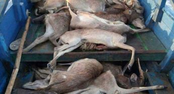 Maling Rusa Asal Bima Masih Beroperasi di TN Komodo