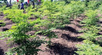 Kelor NTT Makin Mendunia Lewat G20