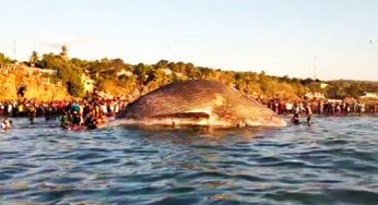 Bangkai Paus Biru Dikuburkan di Pantai Oesina