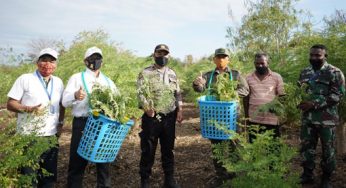 PLN NTT Bantu Rumah Pengering Kelor untuk Petani Oematnunu
