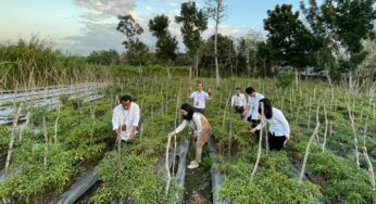 Beralih dari Genset ke Listrik PLN, Produktivitas Pertanian TTU Meningkat
