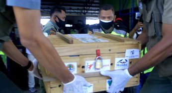 13 Kura-Kura Leher Ular Dipulangkan dari Singapura ke Rote