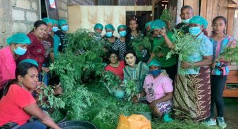 Setiap Bulan, Warga NTT Hasilkan Rp540 Juta dari Kelor