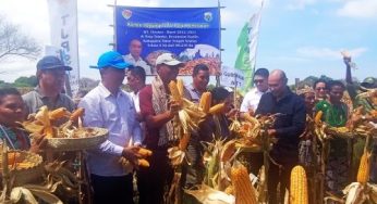 Kunker di Kiufatu, Gubernur Laiskodat Panen Jagung TJPS yang Didanai Bank NTT
