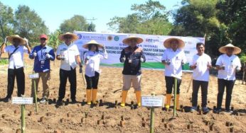 BI NTT Pakai Teknologi Canggih untuk Tingkatkan Produktivitas Cabai