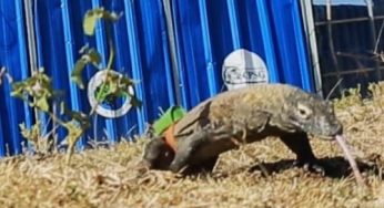 Dipasangi GPS, 6 Anak Komodo dari Taman Safari Indonesia Dilepas di CA Wae Wuul